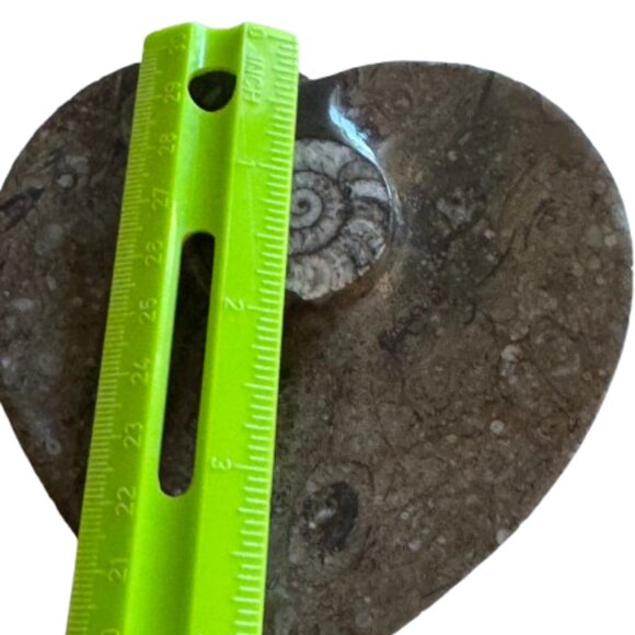 Ammonites and Orthoceras Fossil Heart Shape Dish | Small | NWT - Picture 5 of 5